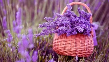 Lavender: a essência floral feita da lavanda