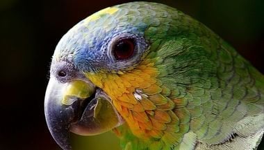 Significado de sonhar com papagaio