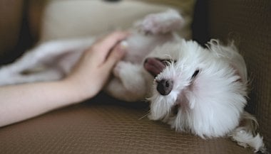 Qual é o papel dos pets em nossa vida?