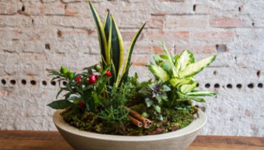 5 plantas que ajudam a proteger seu lar