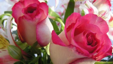 As rosas na Terapia Floral