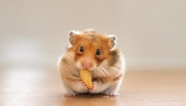 Significado de sonhar com hamster