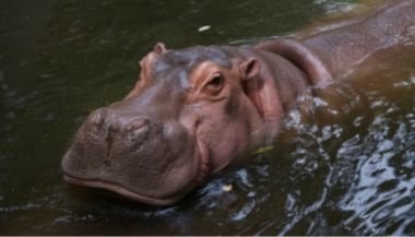 Significado de sonhar com hipopótamo