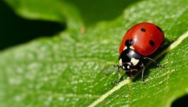 Significado de sonhar com insetos