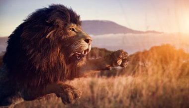 Sonhar com leão atacando
