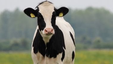 Sonhar com vaca: espiritualidade e proteção