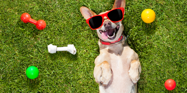 Cachorro com óculos de sol. Ele está deitado sobre a grama e, ao seu lado, há bolas coloridas e um osso.