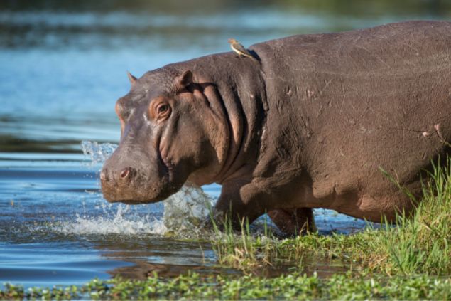 hipopótamo andando pela margem do rio