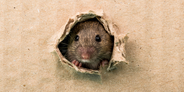 Rato saindo de um buraco na parede