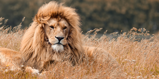 fotografia de leão na savana