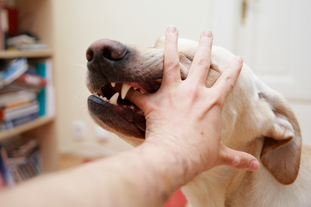 Cachorro caramelo mordendo a mão de uma pessoa