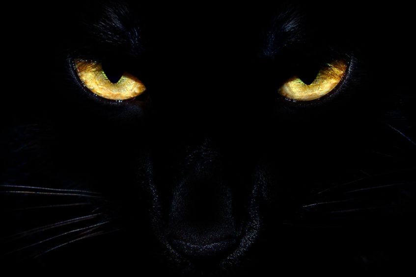 Olhar de um Tigre Preto