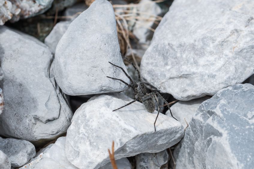 Aranha rastejando sobre as pedras 