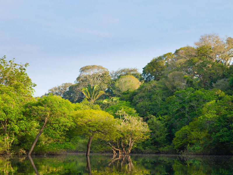 elleonzebon / 123rf Pantanal.
