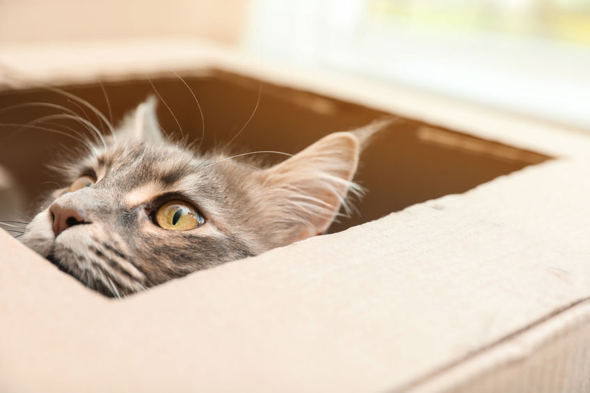 Sonhar com gato morto: saiba o que significa!