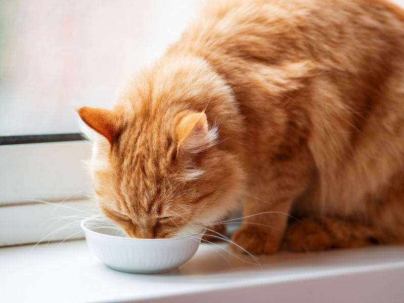 Gato bebendo em potinho de vidro
