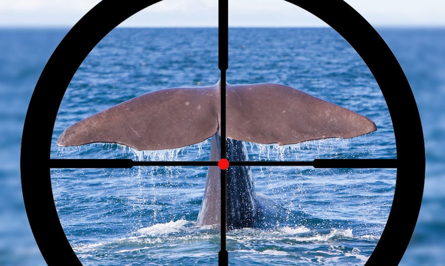 Arma mirando em cauda de baleia