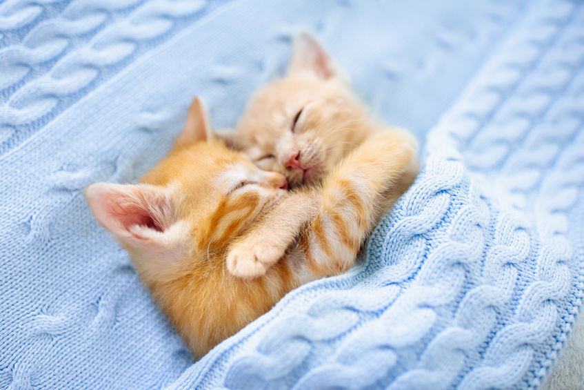 Gatinhos Dormindo Juntos