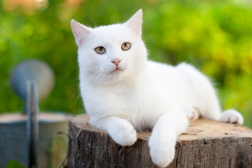 Gato branco em um tronco de arvore 