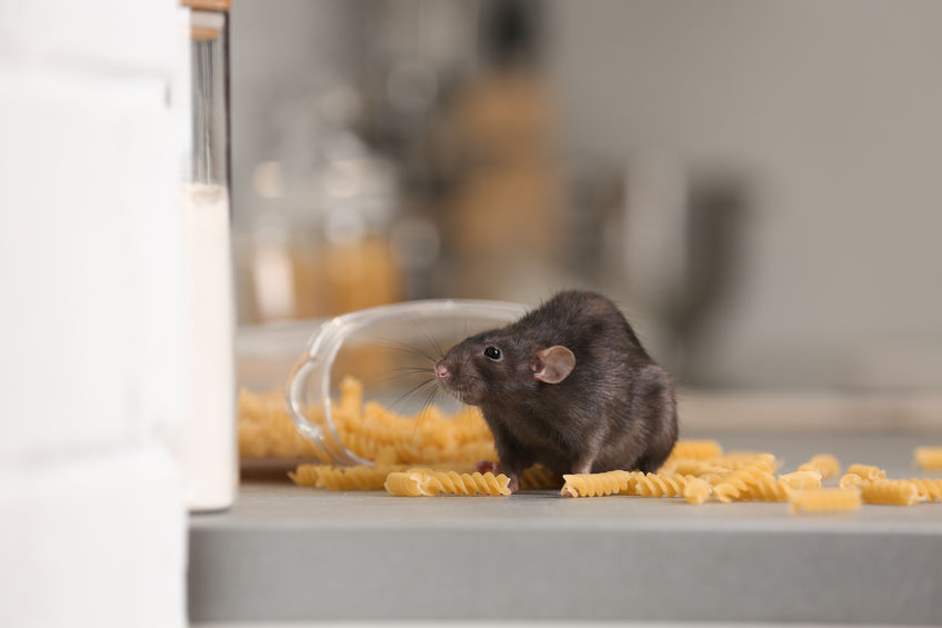 Rato em cima da mesa com pote de macarrão parafuso caído