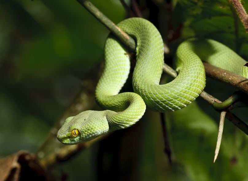 Cobra Verde Claro em um Galho
