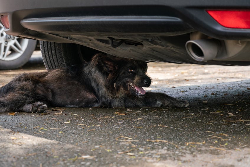 Cachorro preto debaixo de um carro