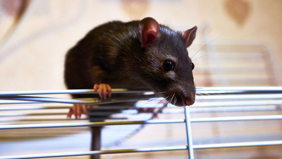 Rato subindo em gaiola 