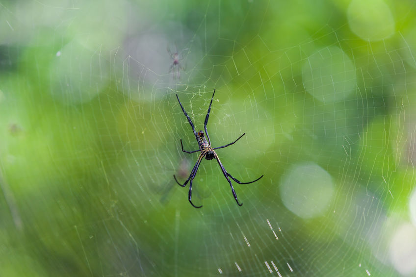 Aranha em teia 