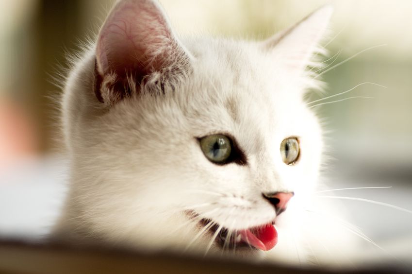 Filhote de gato branco com a língua pra fora