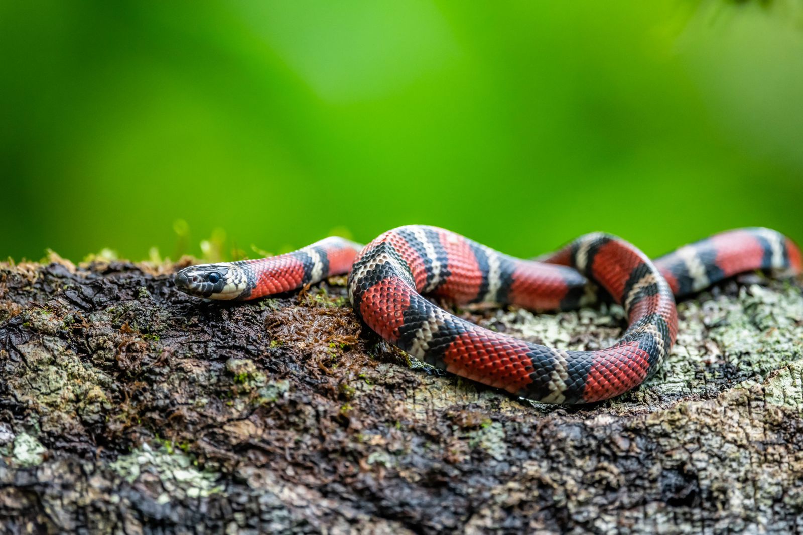 Cobra coral em um tronco de árvore