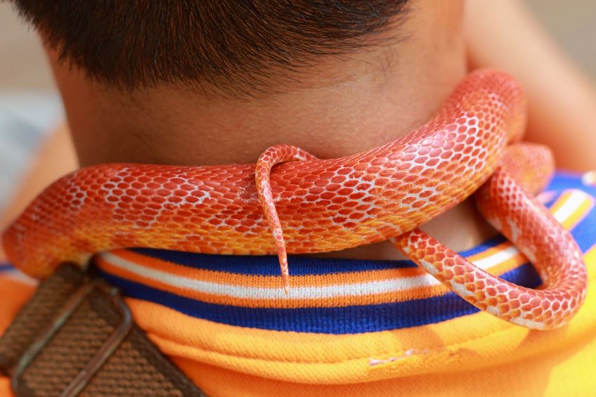 Cobra laranja enforcando pescoço de pessoa