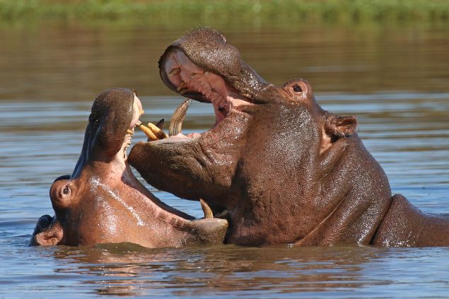 hipopótamos brigando no rio