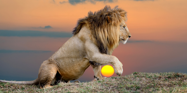Fotografia de leão na savana