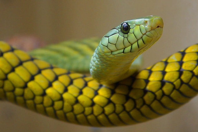 Cobra grande verde