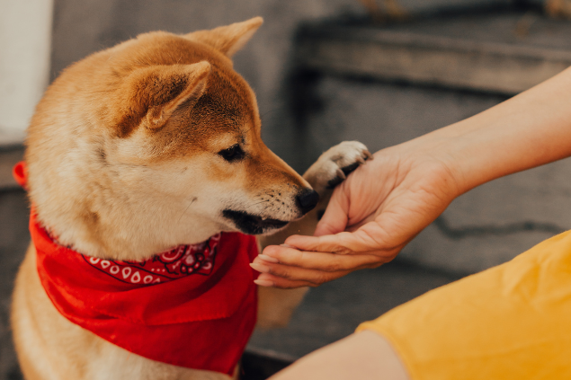 Cachorro da raça Akita mordendo a mão de uma pessoa