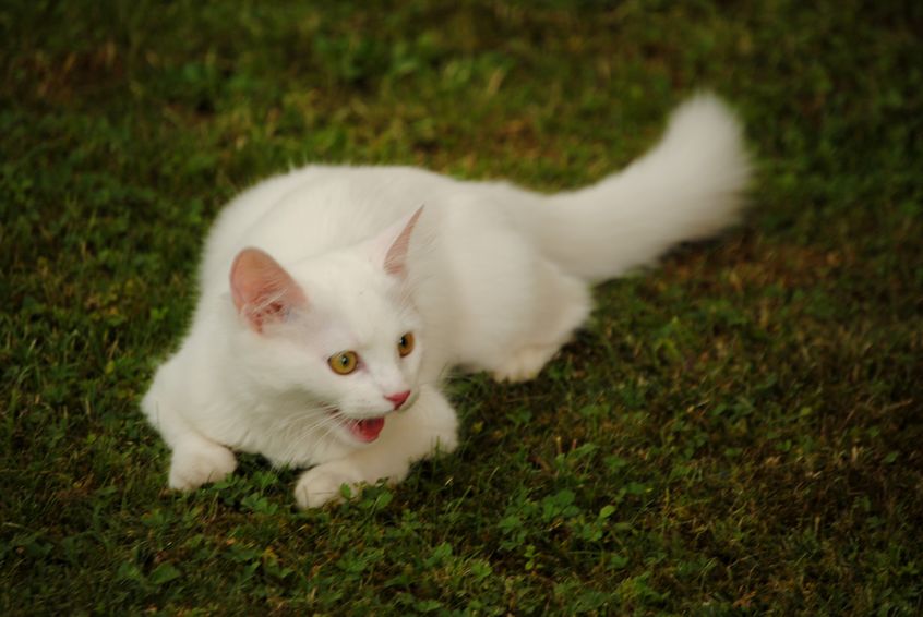 Gato branco brincar na natureza 