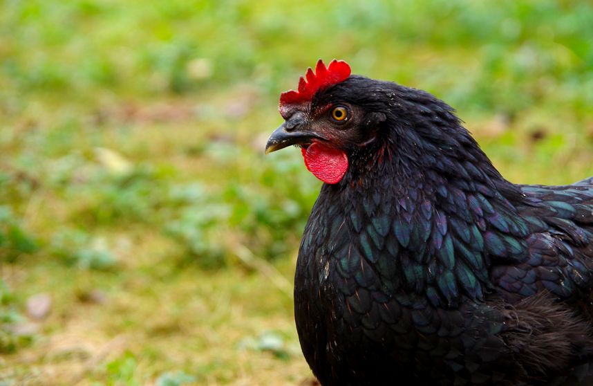 Sonhar com galinha preta: veja o significado, sem sacrifício