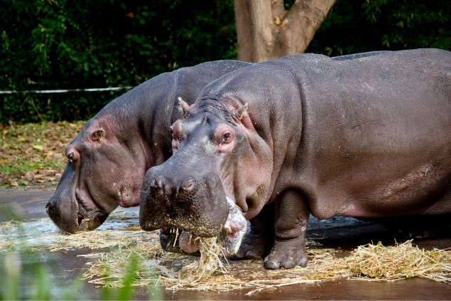 Hipopótamo comendo na margem do rio