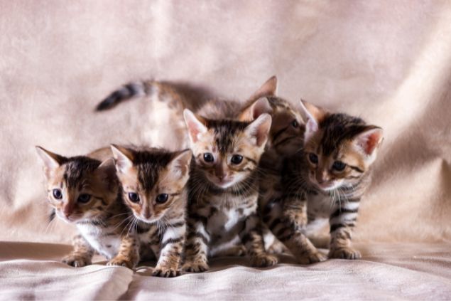 muitos filhotes de gato