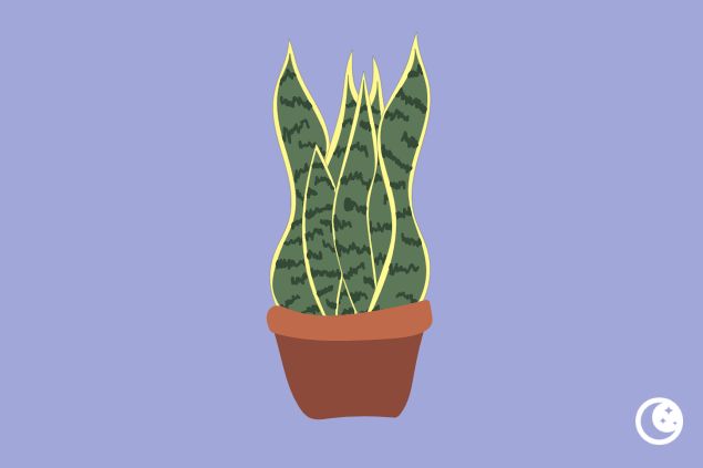 Planta da espada de São Jorge