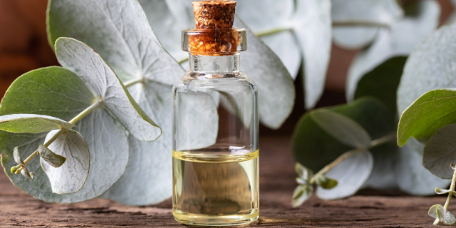 óleo de eucalipto