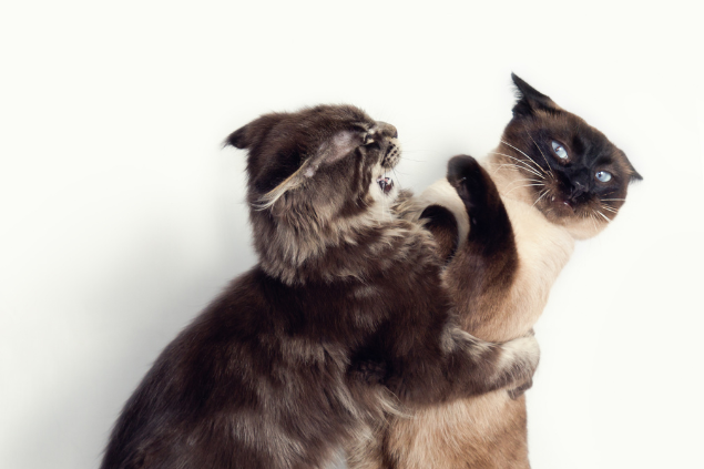 Gato tigrado marrom atacando um gato siamês