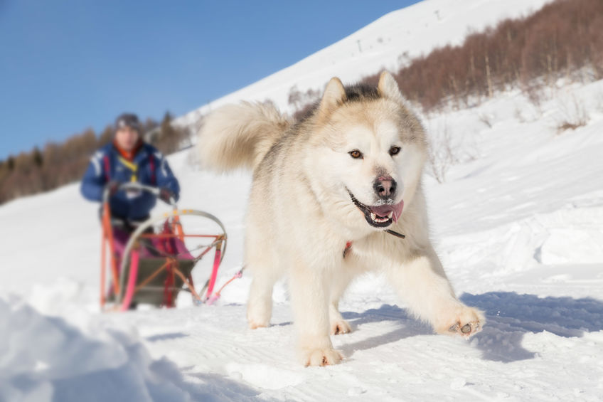 Cachorrinho Correndo na Neve