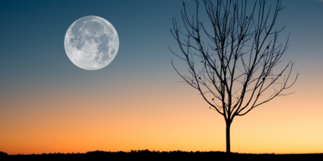 Silhueta de árvore com galhos secos com a lua cheia no céu