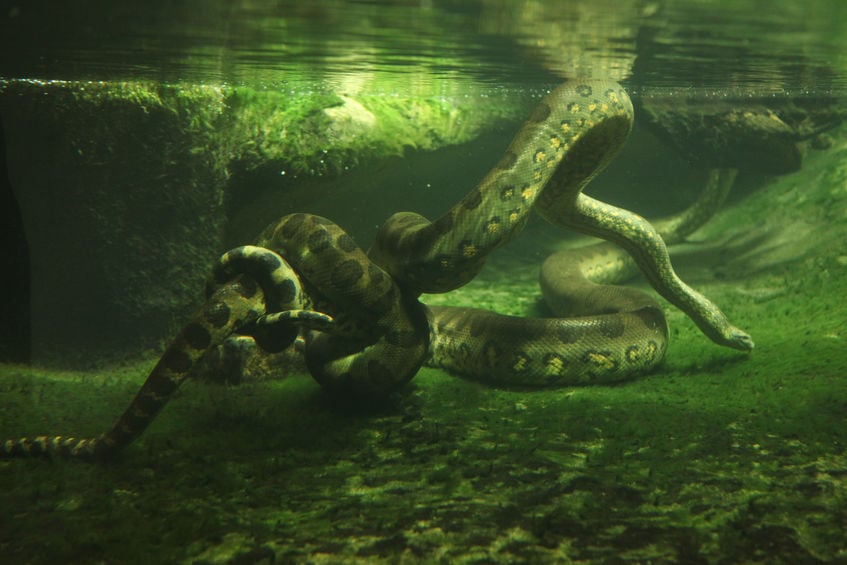 Cobra submersa em água