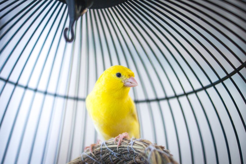 Pássaro amarelo dentro de gaiola