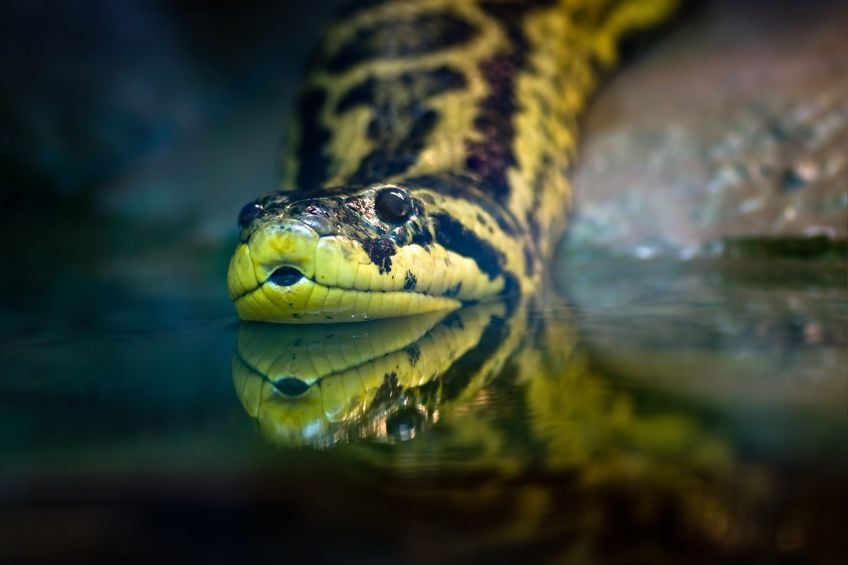 Sonhar com cobra correndo atrás de mim: coral, verde, sucuri e outras!