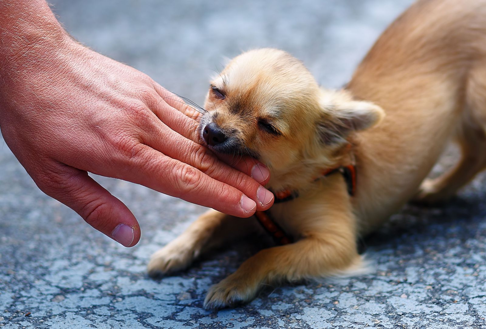 Cachorro mordendo mão de uma pessoa