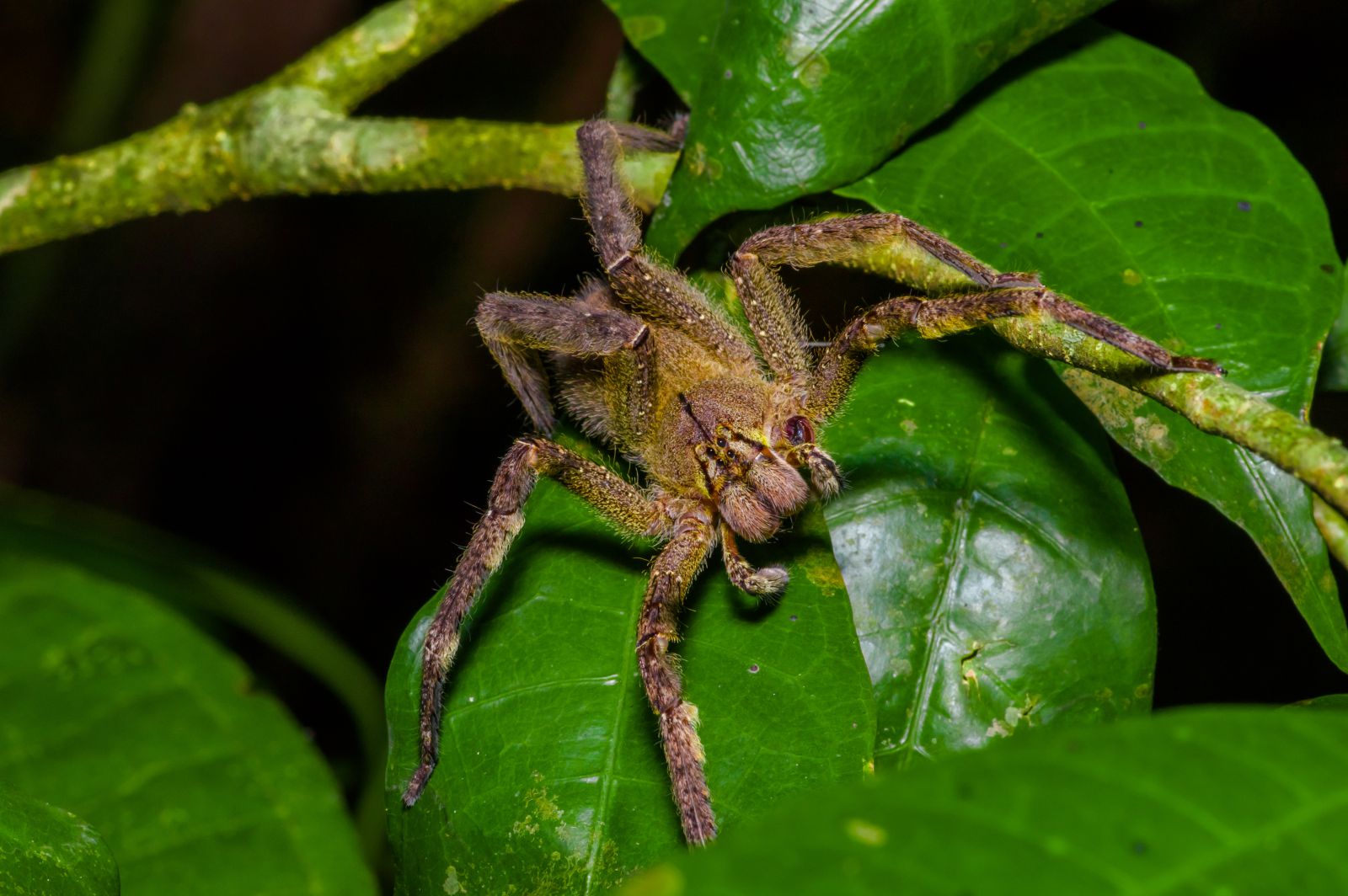 Aranha sobre as plantas 