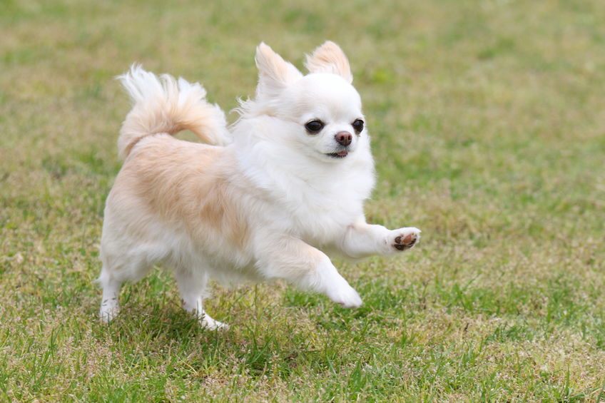 Cachorrinho Branco Correndo